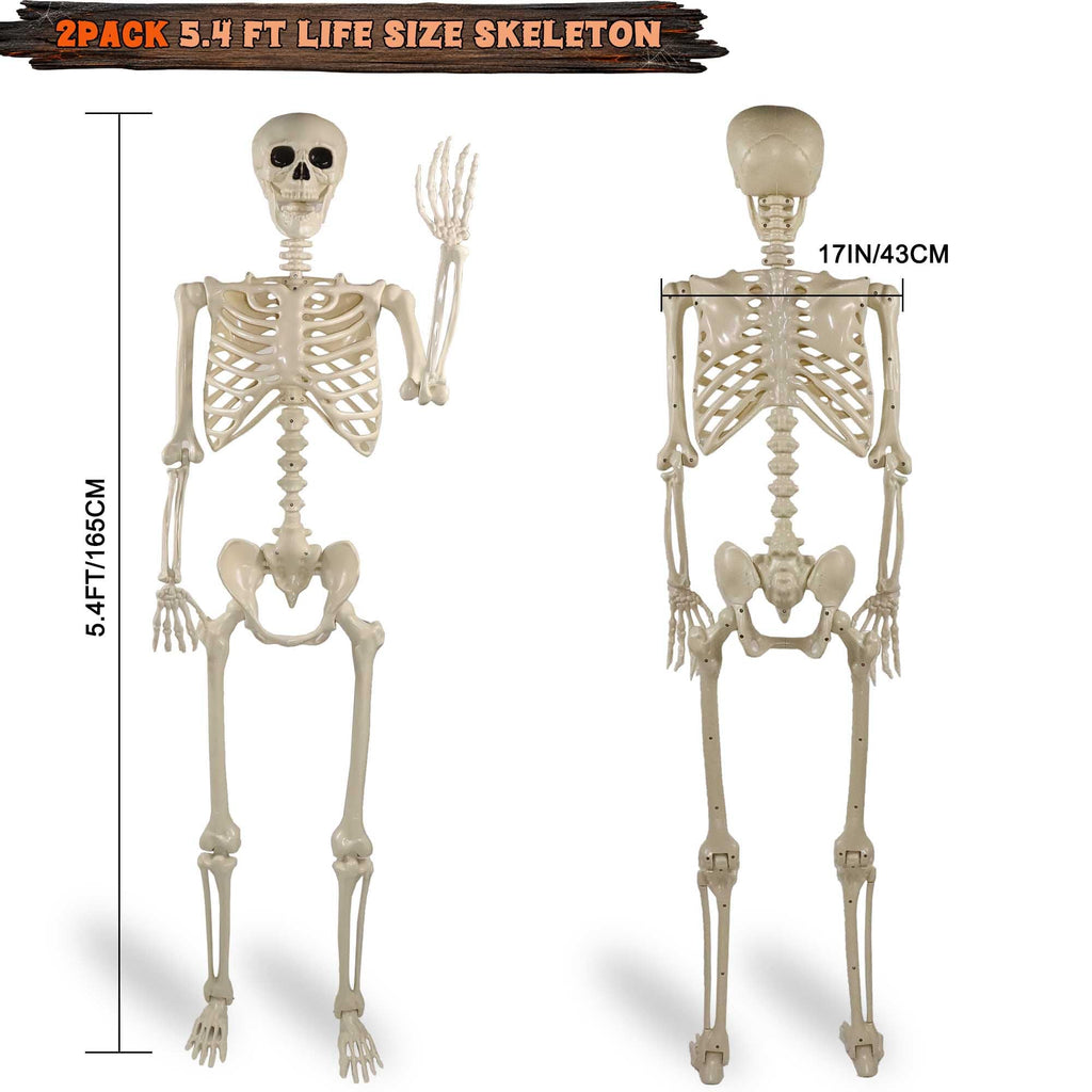 2 Pack 36"Halloween Skeleton - 3 ft Life Size Human Skeleton with Full Body Posable Joints Plastic Skeleton for Halloween Skeletons Decor Yard Patio Lawn Garden Skeleton Props Spooky Party Decoration