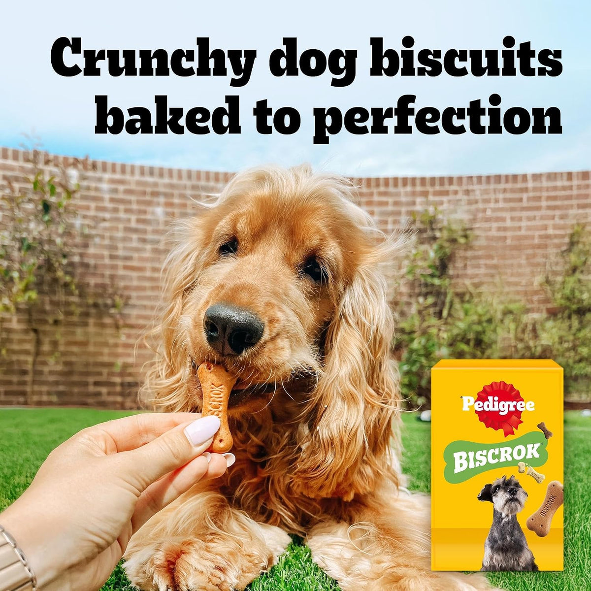 PEDIGREE BISCROK Adult Dog Treats Multi Mix Biscuits 500g