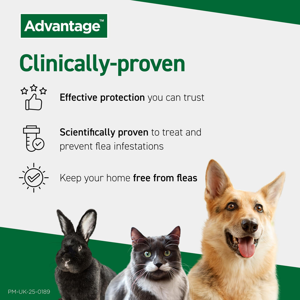 Advantage Spot On Flea Treatment, 4 Pack, Large Cats & Rabbits 4kg+, 80mg | Large cat and rabbit flea drops, Kills fleas within 24 hours, Protects for 4 weeks, Easy to apply, Monthly prevention